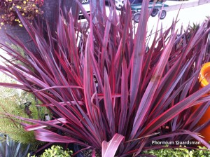 Phormium ‘Guardsman’